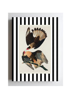 Brasilian Caracara