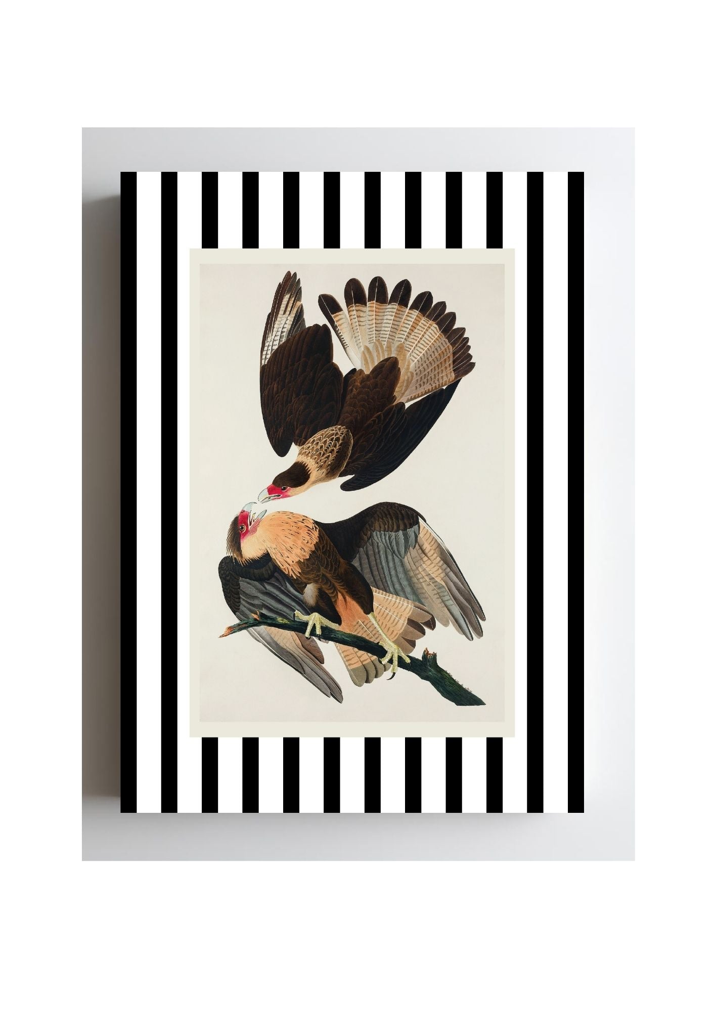 Brasilian Caracara
