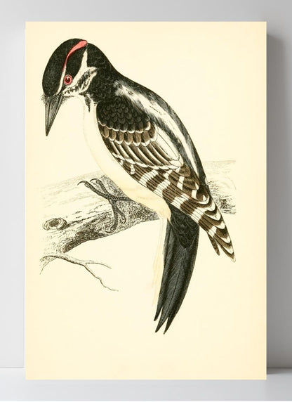 Hairy Woodpecker