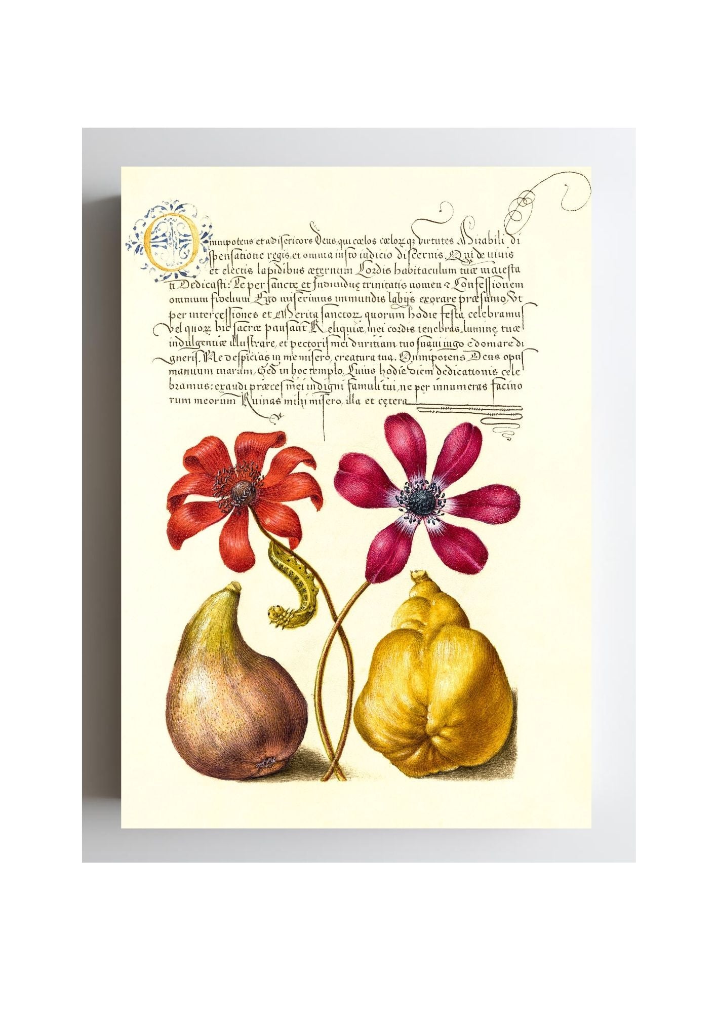 Poppy Anemones, Caterpillar, Fig, and Quince