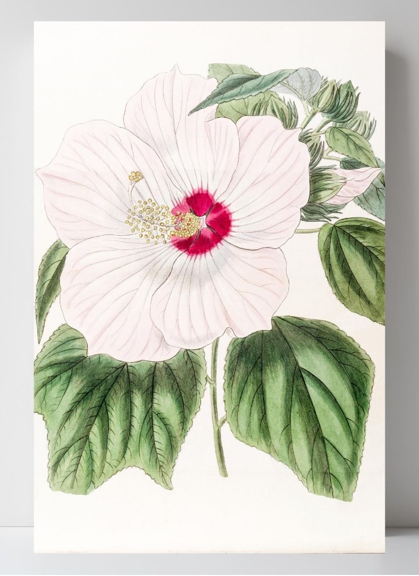 Musk Hibiscus