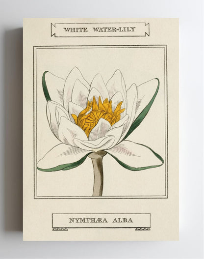 White Water-Lily