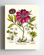 Corallina peony, Lady’s-mantle, Sanicle