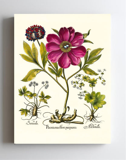 Corallina peony, Lady’s-mantle, Sanicle