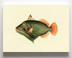 Balistes Aculeatus