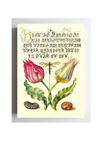 Gesner’sTulip, Ichneumon Fly, Kidney Bean, and Scarlet Runner Bean