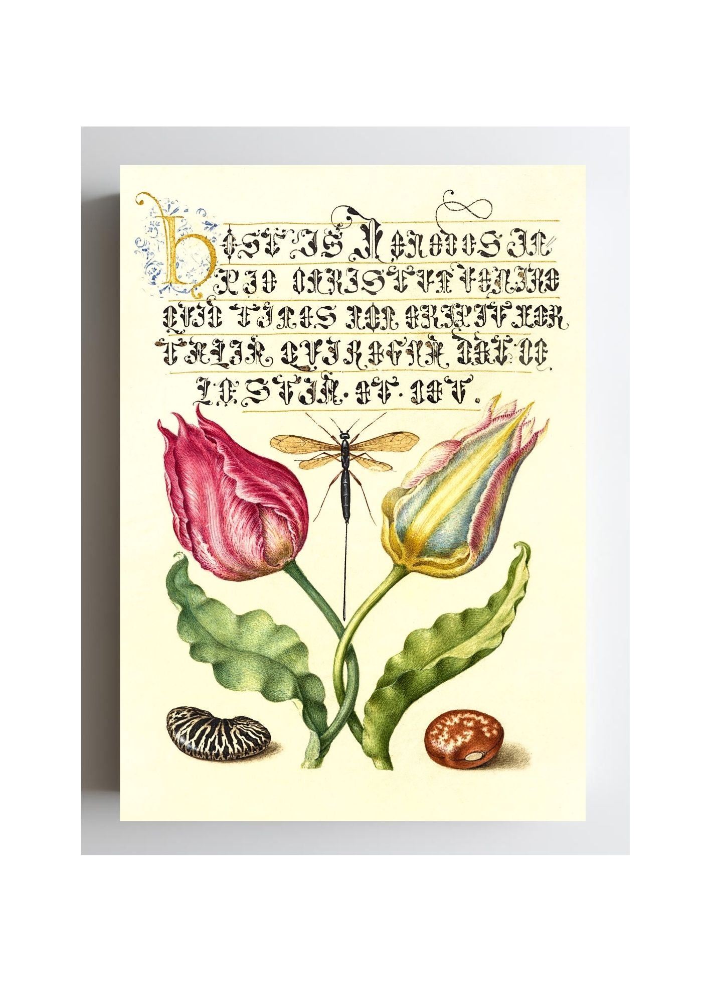 Gesner’sTulip, Ichneumon Fly, Kidney Bean, and Scarlet Runner Bean