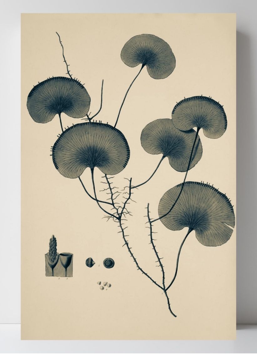 Trichomanes Reniforme
