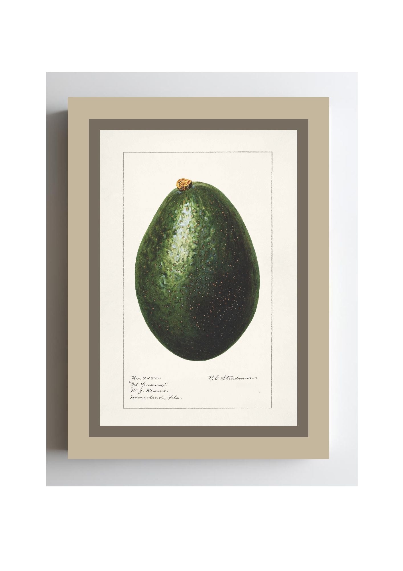 Avocado Persea
