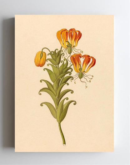 Gloriosa (Gloriosa Superba)
