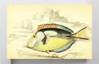 Yellow-Bellied Acanthurus