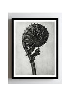 Struthiopteris Germanica (German Ostrich Fern Frond)