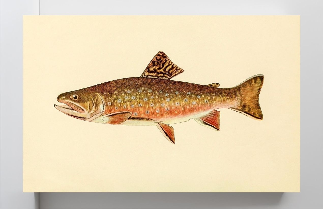 The Brook Trout (Adult Male) Salvelinus-Fontinalis