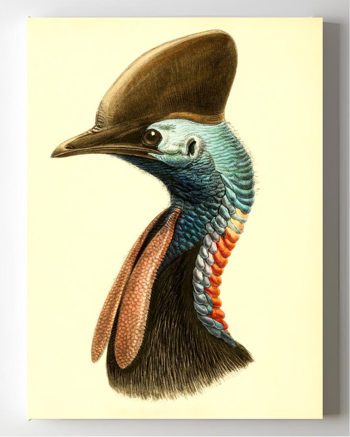 Casuarius Casuarius Australis