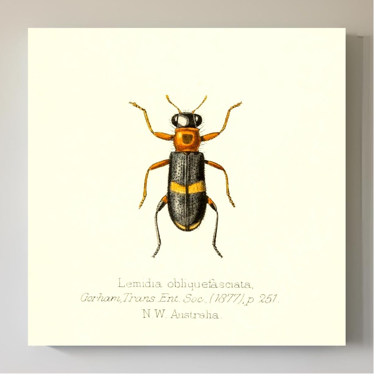 Lemidia Obliquefasciata