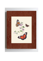 Butterflies 1