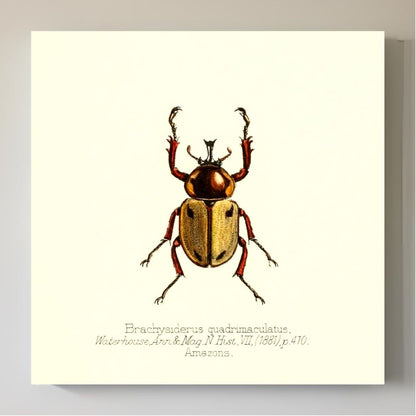 Brachysiderus Quadrimaculatus