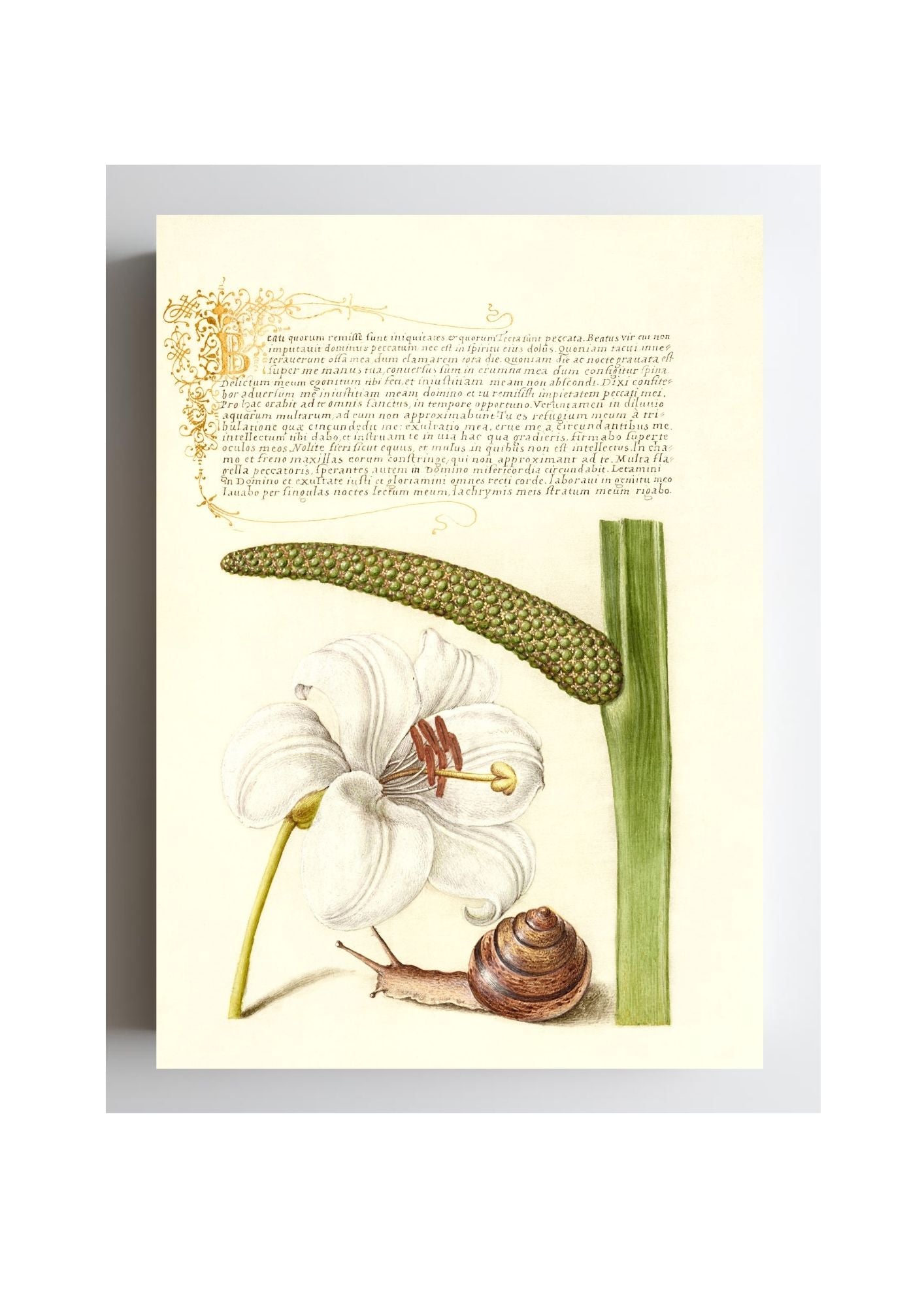 Madonna Lily, Terrestrial Mollusk, and Sweet Flag