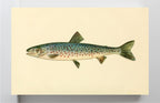 The Rangeley Trout (Adult Male) Salvelinus-Oquassa