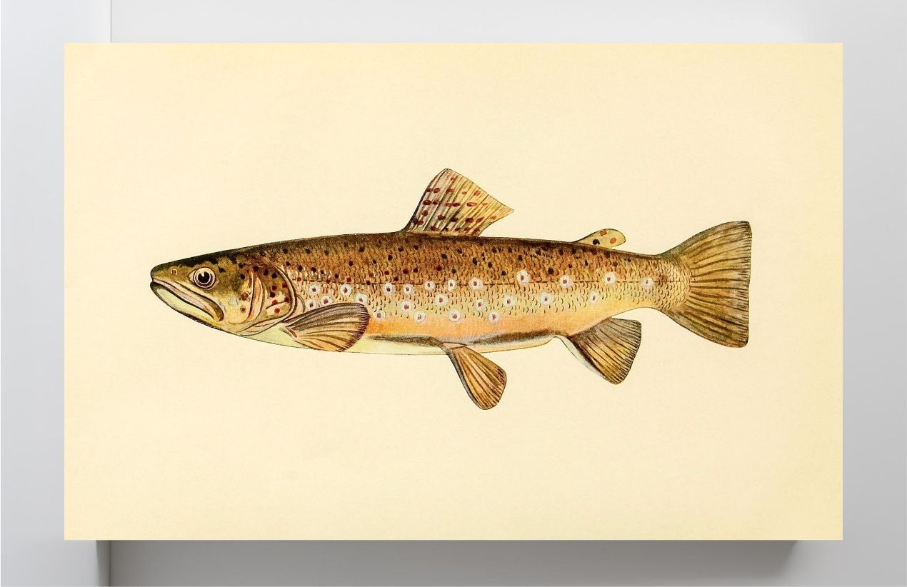 The Brown Trout (Adult Male) Salmo-Fario