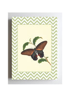 Papilio Laomedon