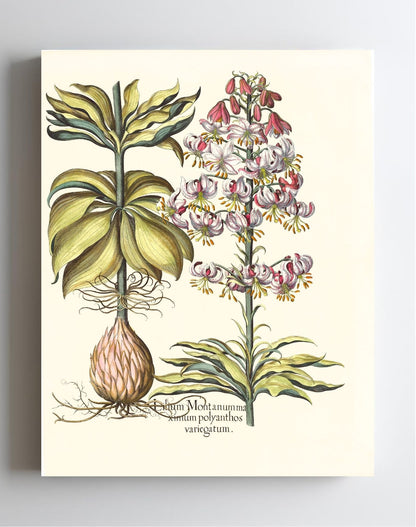 Spotted Variegated Martagon Lily