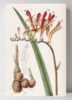Painted Tritonia