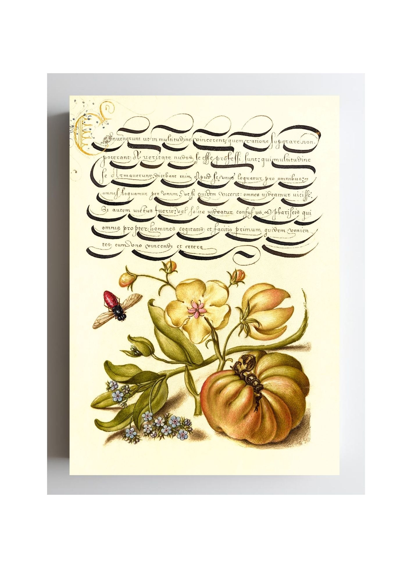Insect, Moth Mullein, Forget-Me-Not, and Tomato