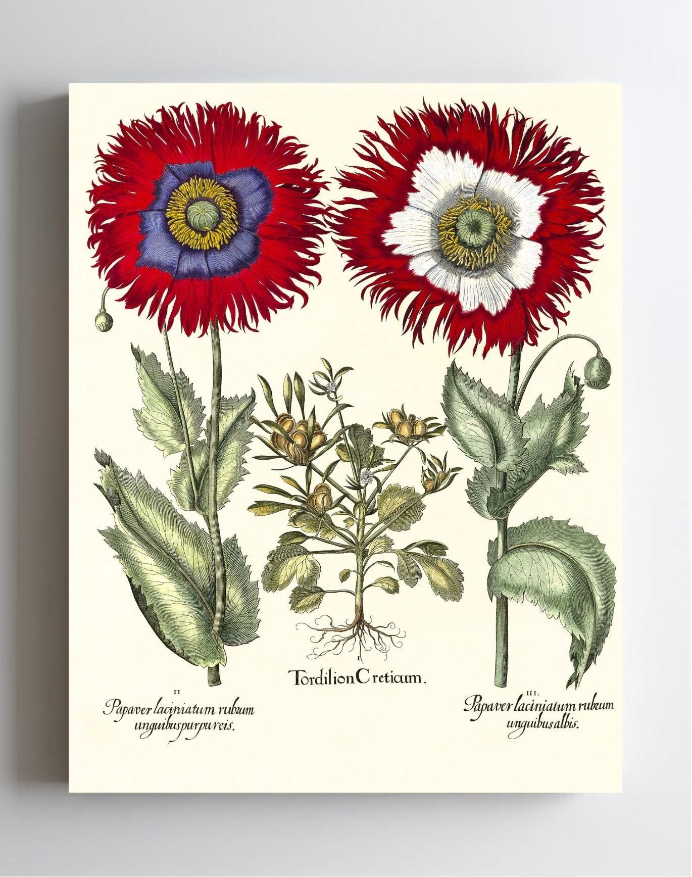 Tordylium Eyed garden poppy with fringed petals