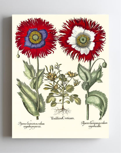 Tordylium Eyed garden poppy with fringed petals