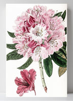 Rhododendron