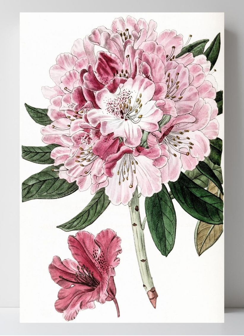 Rhododendron