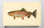 The Golden Trout (Adult Male) Salmo-Gilberti