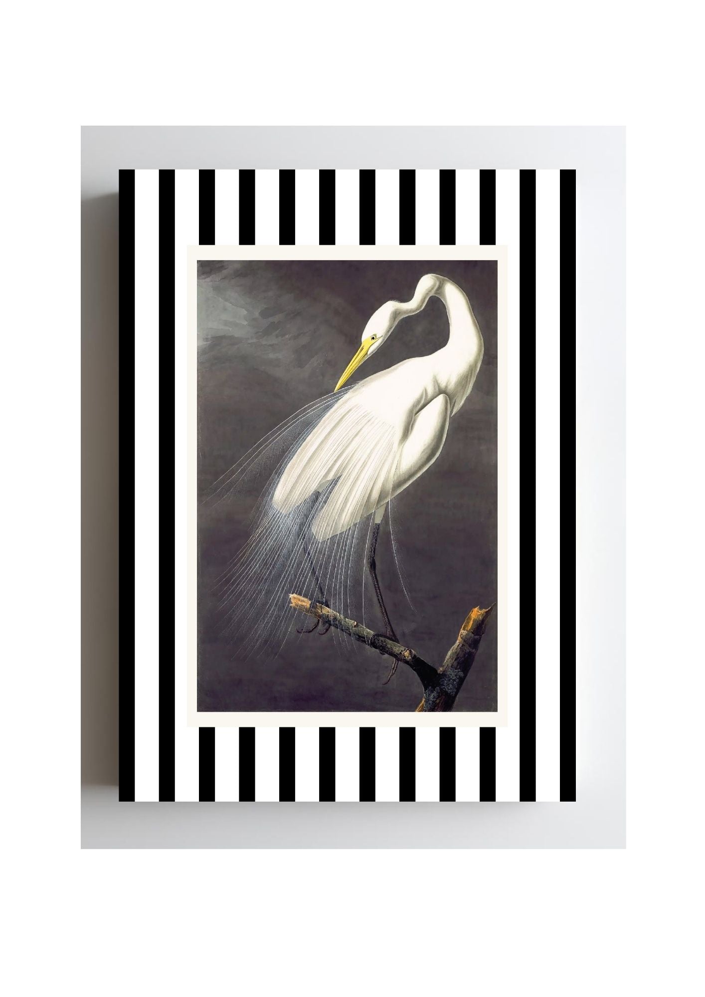 Great White Egret