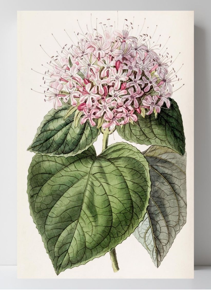 Fragrant Clerodendron