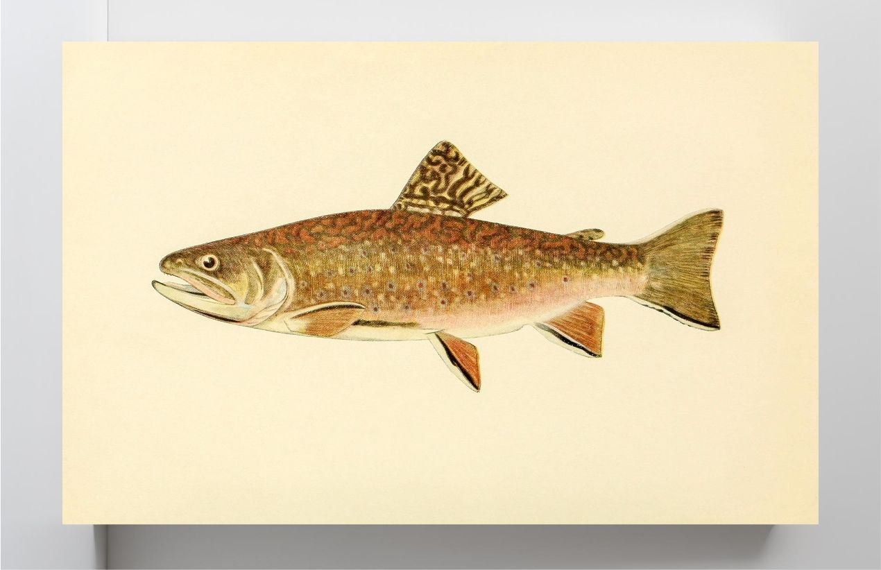 The Brook Trout (Adult Male) Salvelinus-Fontinalis (early summer coloration)