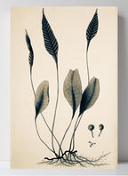 Ceterach Pedunculata