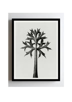 Eryngium Bourgatii (Mediterranean Sea Holly)
