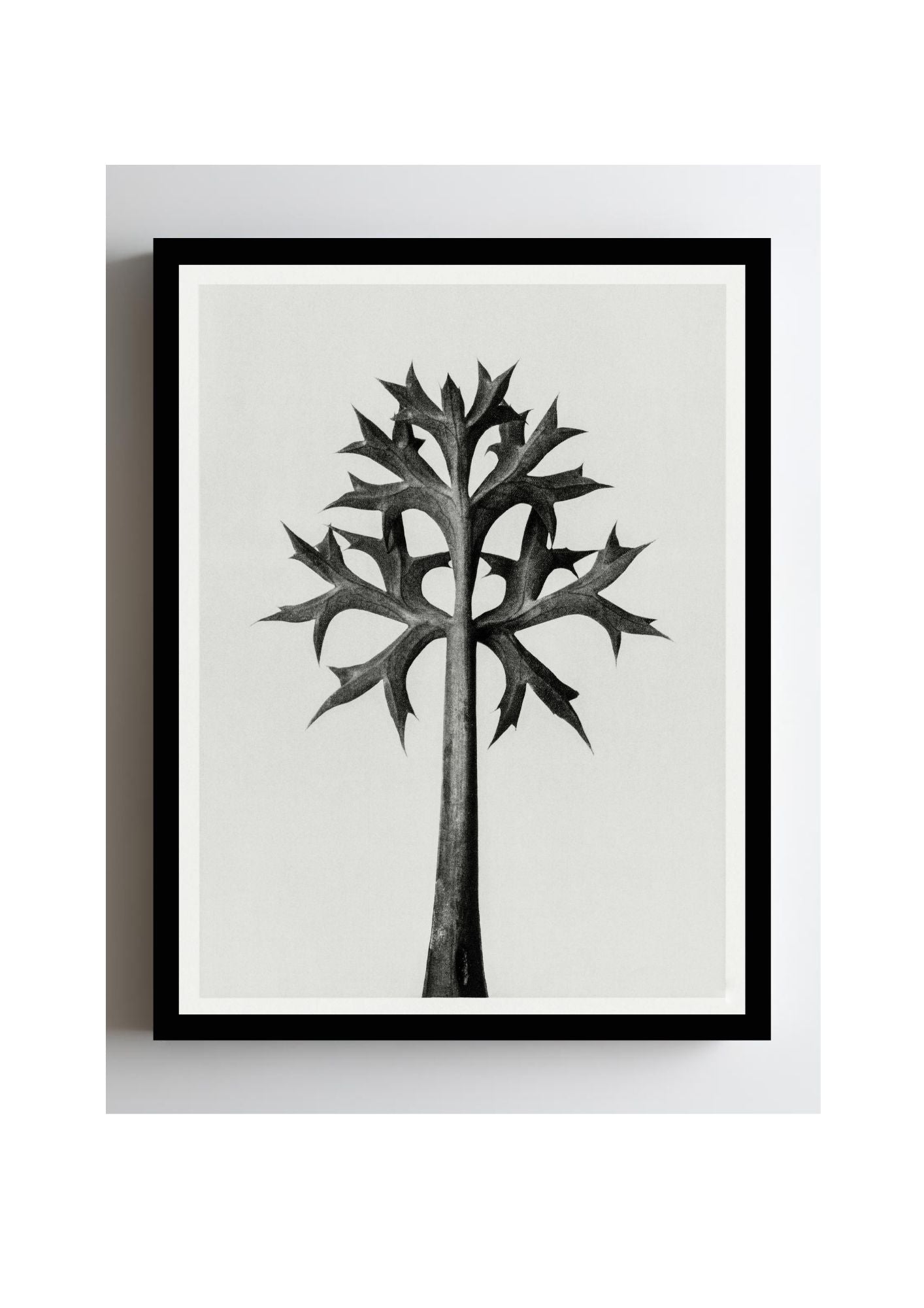 Eryngium Bourgatii (Mediterranean Sea Holly)