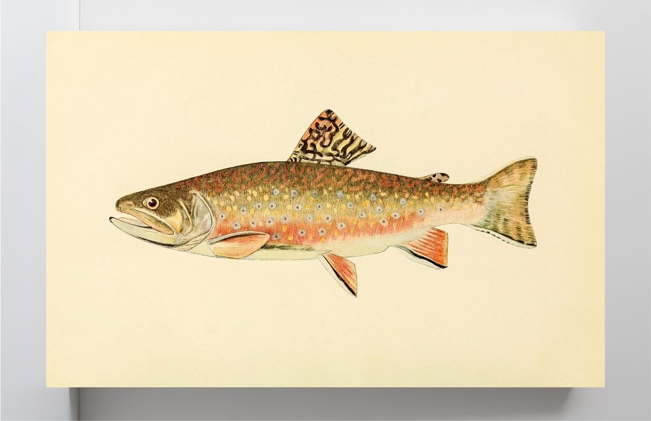 The Brook Trout (Adult Male) Salvelinus-Fontinalis (early fall coloration)