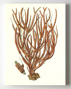 Gorgonia luberola 2