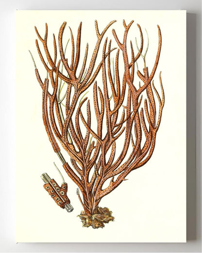 Gorgonia luberola 2