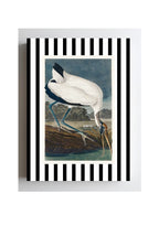 Wood Ibis