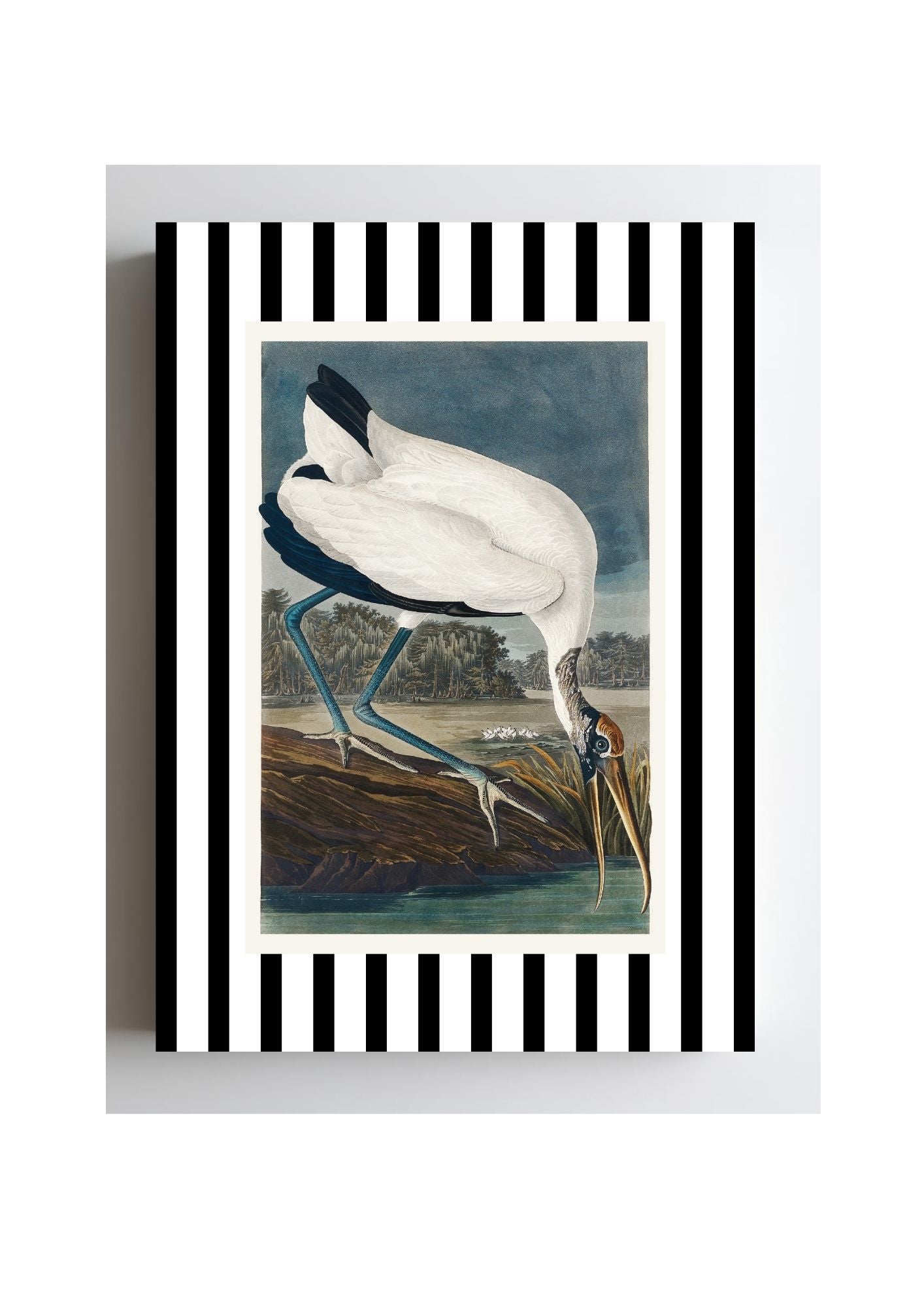 Wood Ibis