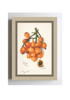 Loquats Eriobotrya Japonica