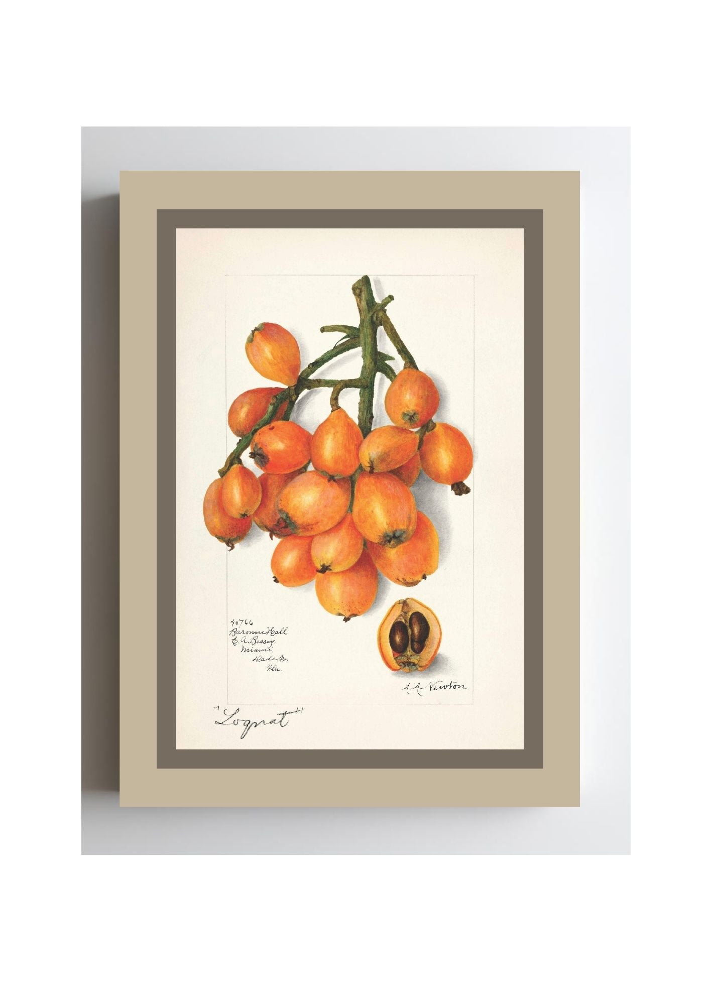 Loquats Eriobotrya Japonica