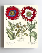 Tordylium Eyed garden poppy with fringed petals