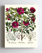 Rose of Sharon, Stinking chamomile, Malcolm stock 2
