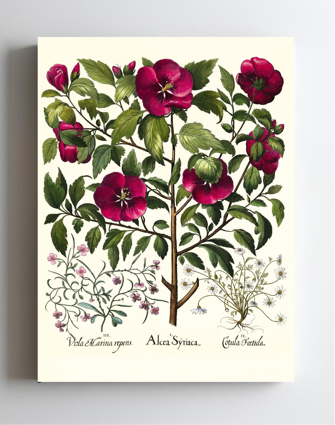 Rose of Sharon, Stinking chamomile, Malcolm stock 2