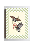 Papilio Coon and Papilio Agener